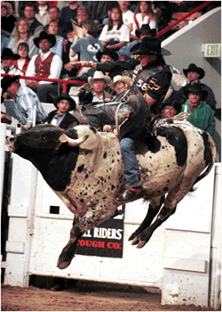 Mesquite Bull Rider